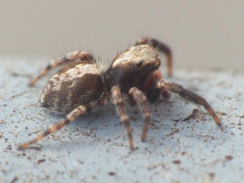Pseudeuophrys lanigera